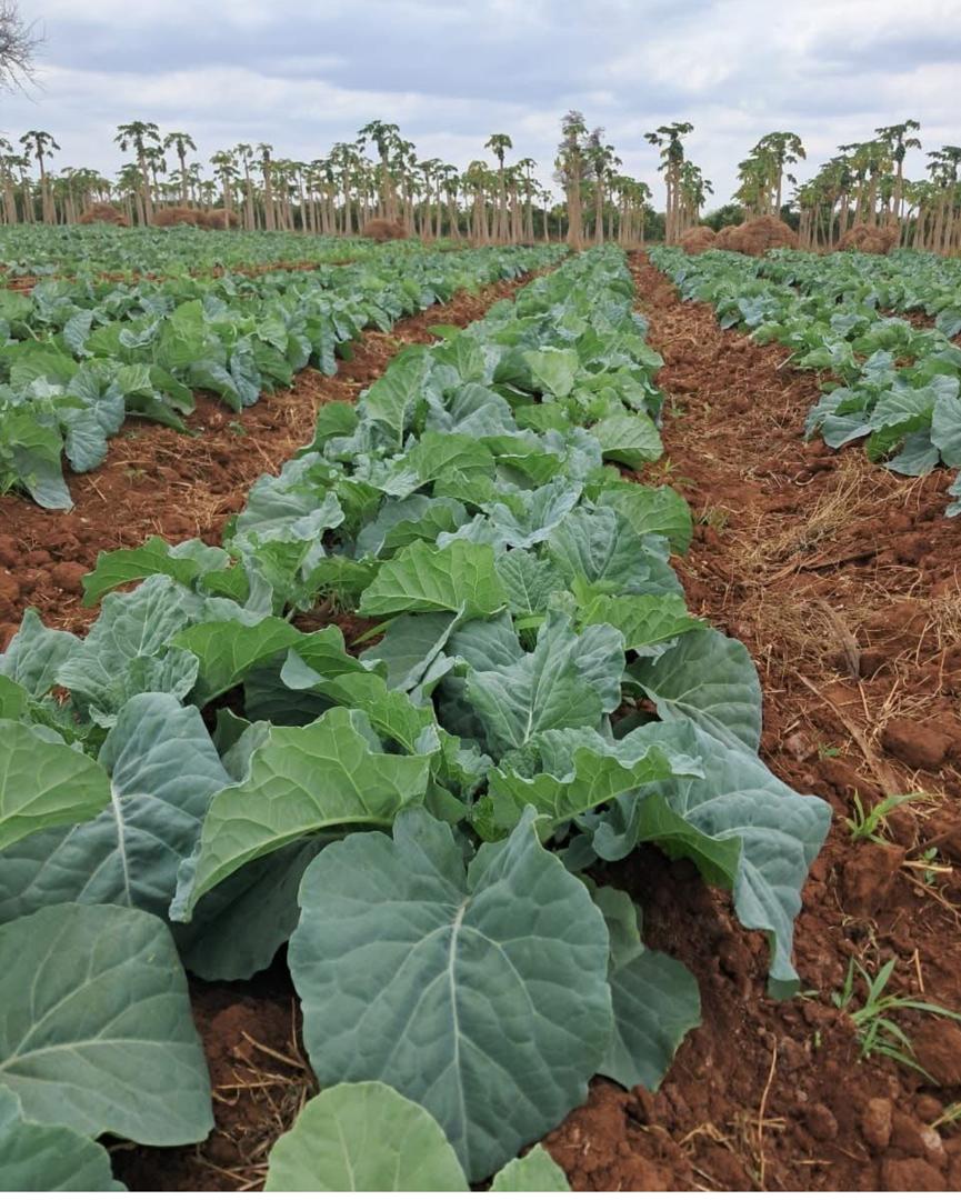 PRODUITS AGRICOLES 