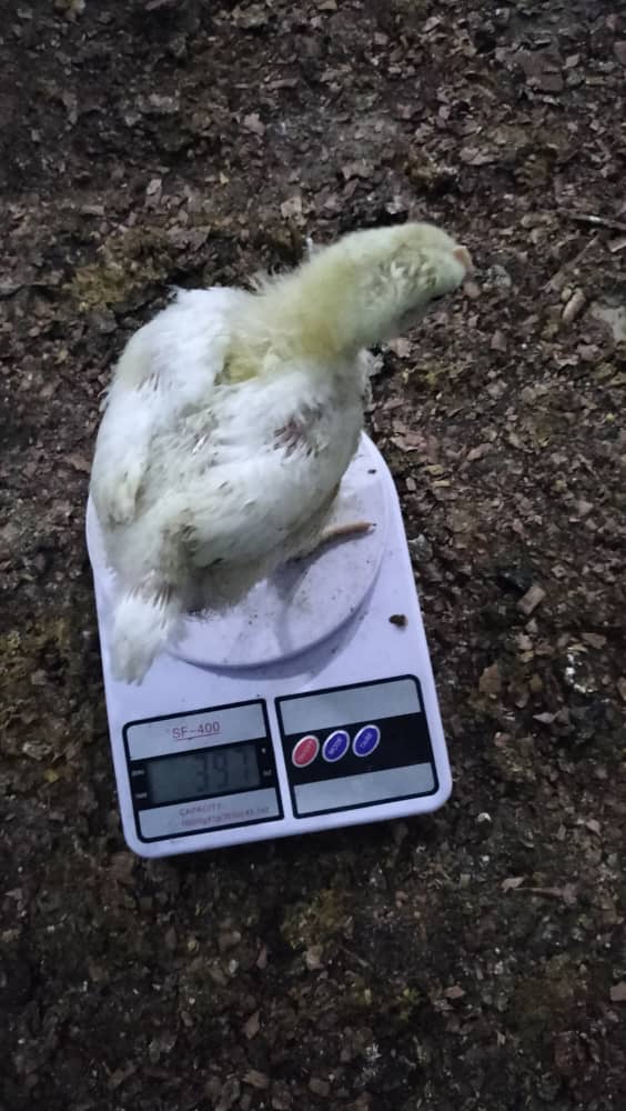 ARRIVE DES POUSSINS